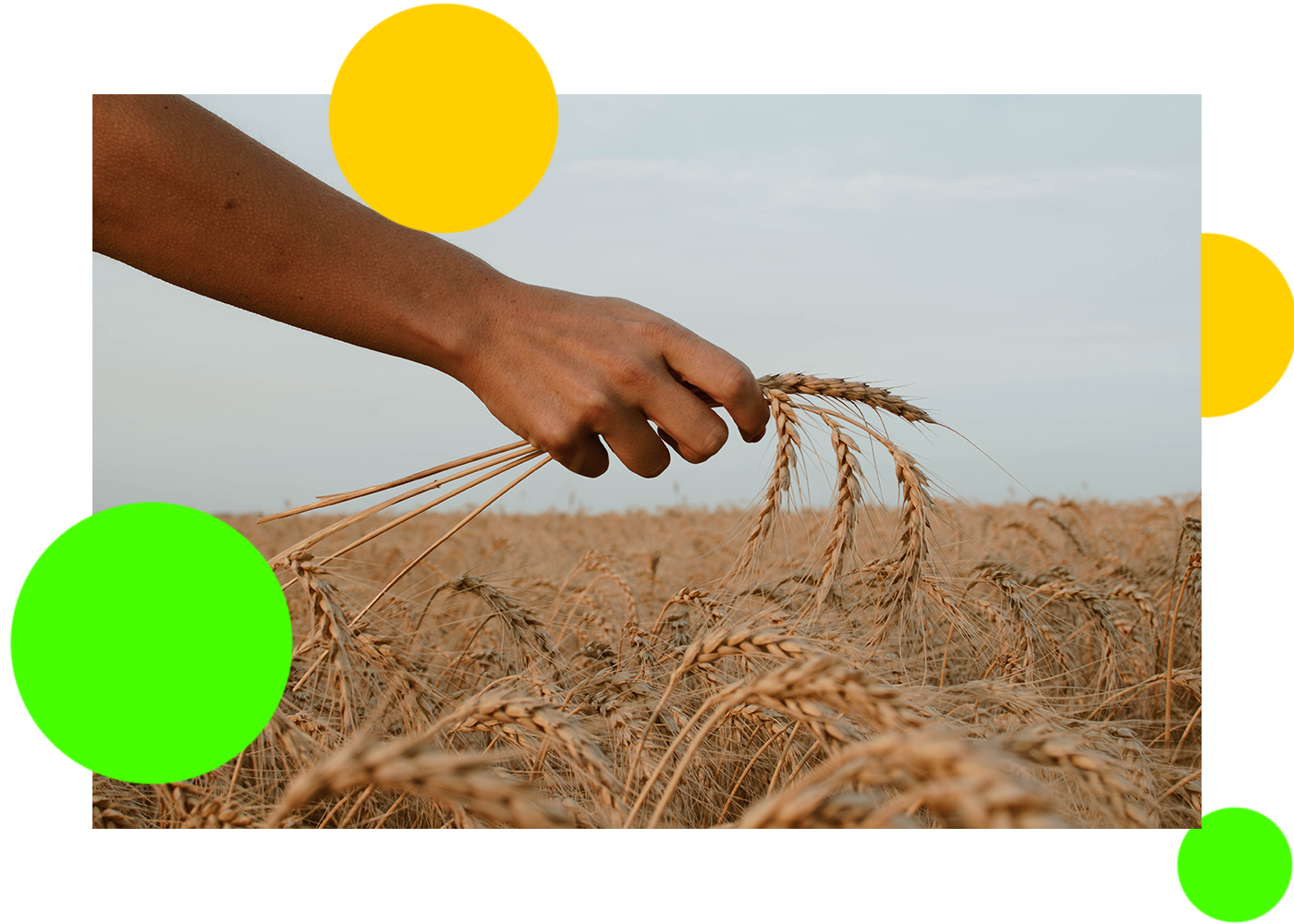 crops, man holding crops