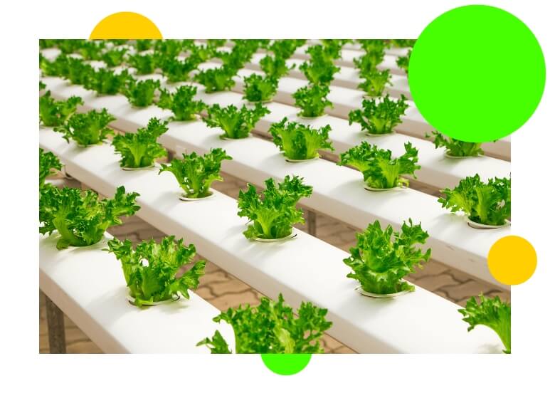 Vertical Farm