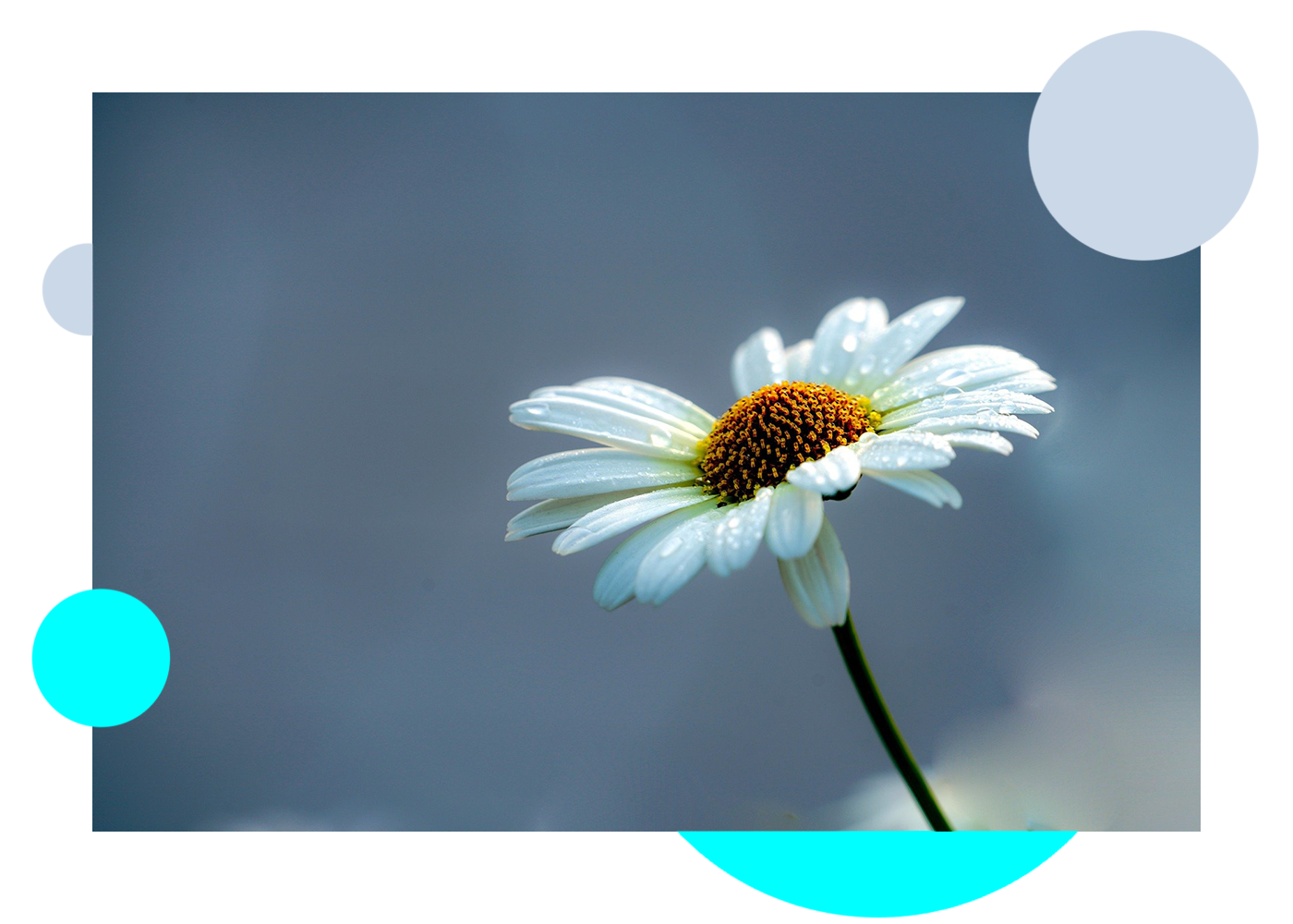 flower, plant, nature, HD photo