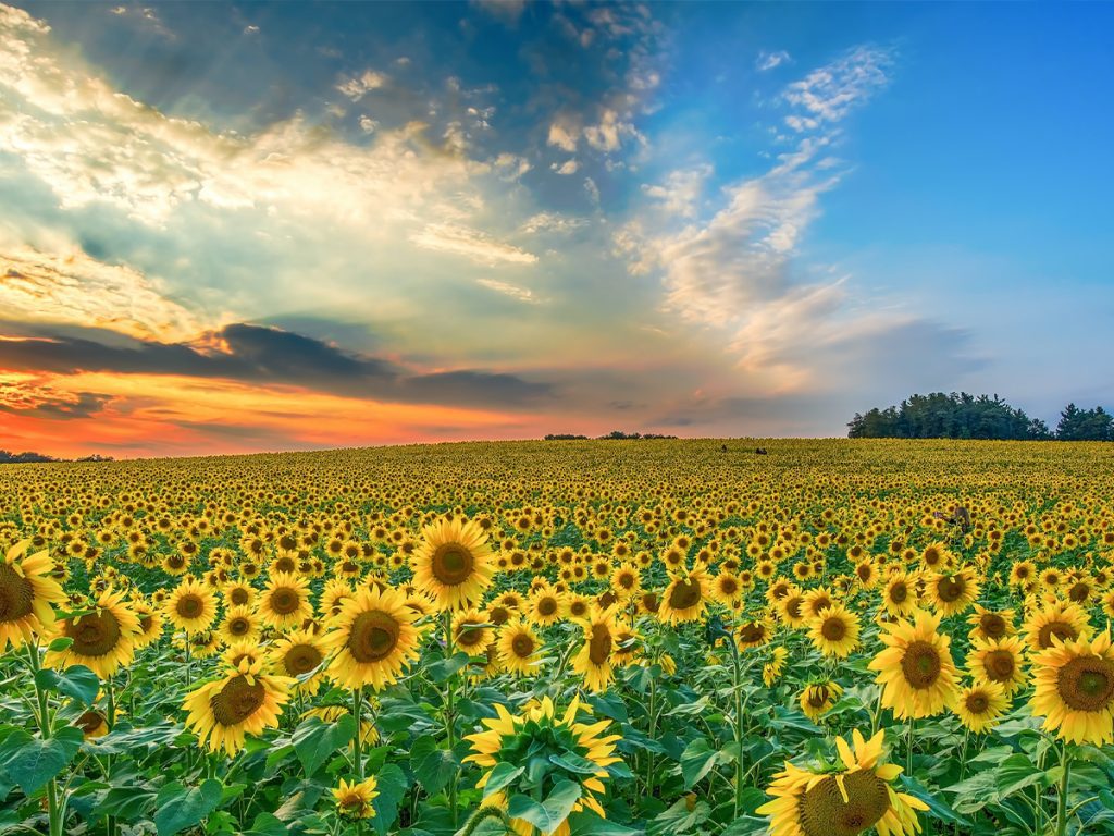 Sunflower land, sunset, view