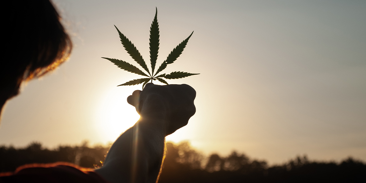hemp, cannabis