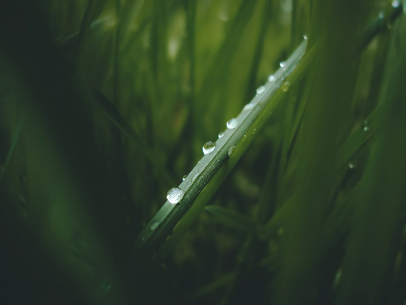 Nature, carbon capture