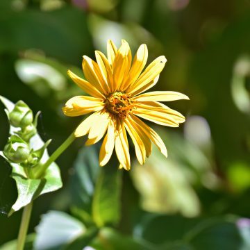 nature, flower, blossoms