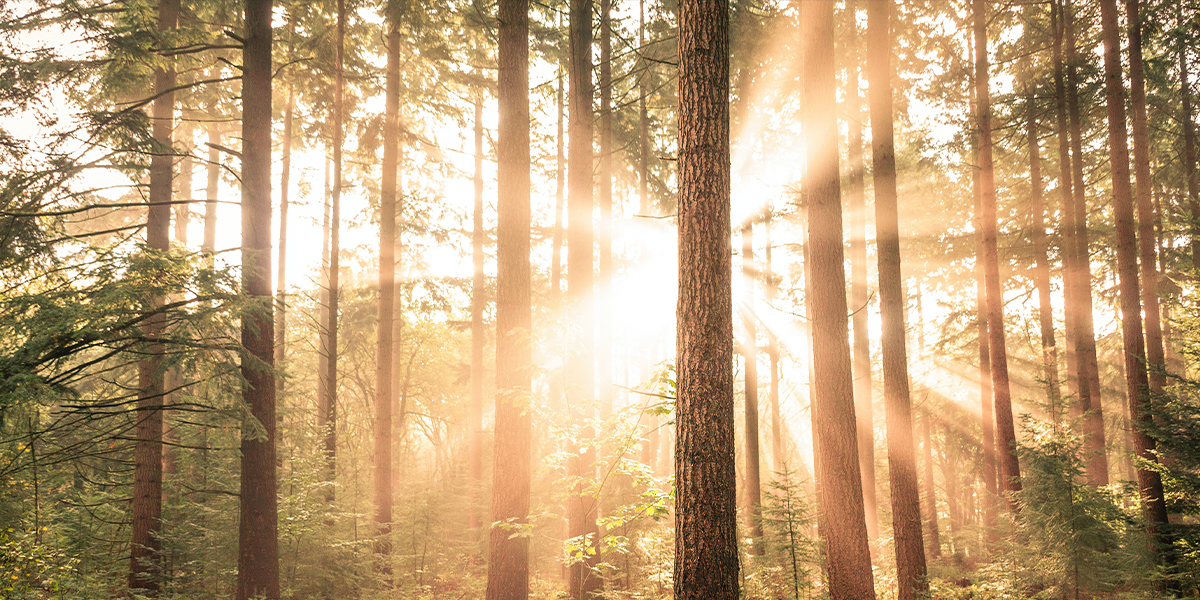 forest
