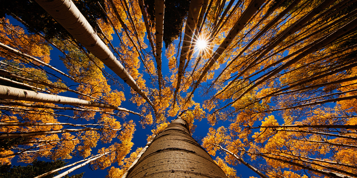 Nature, autumn, scenic views, trees